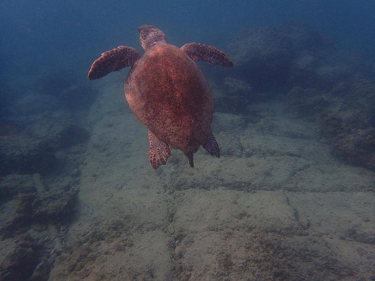 potret penyu hijau yang sedang berenang di sisa-sisa Egyptian Harbour yang berada di bawah laut