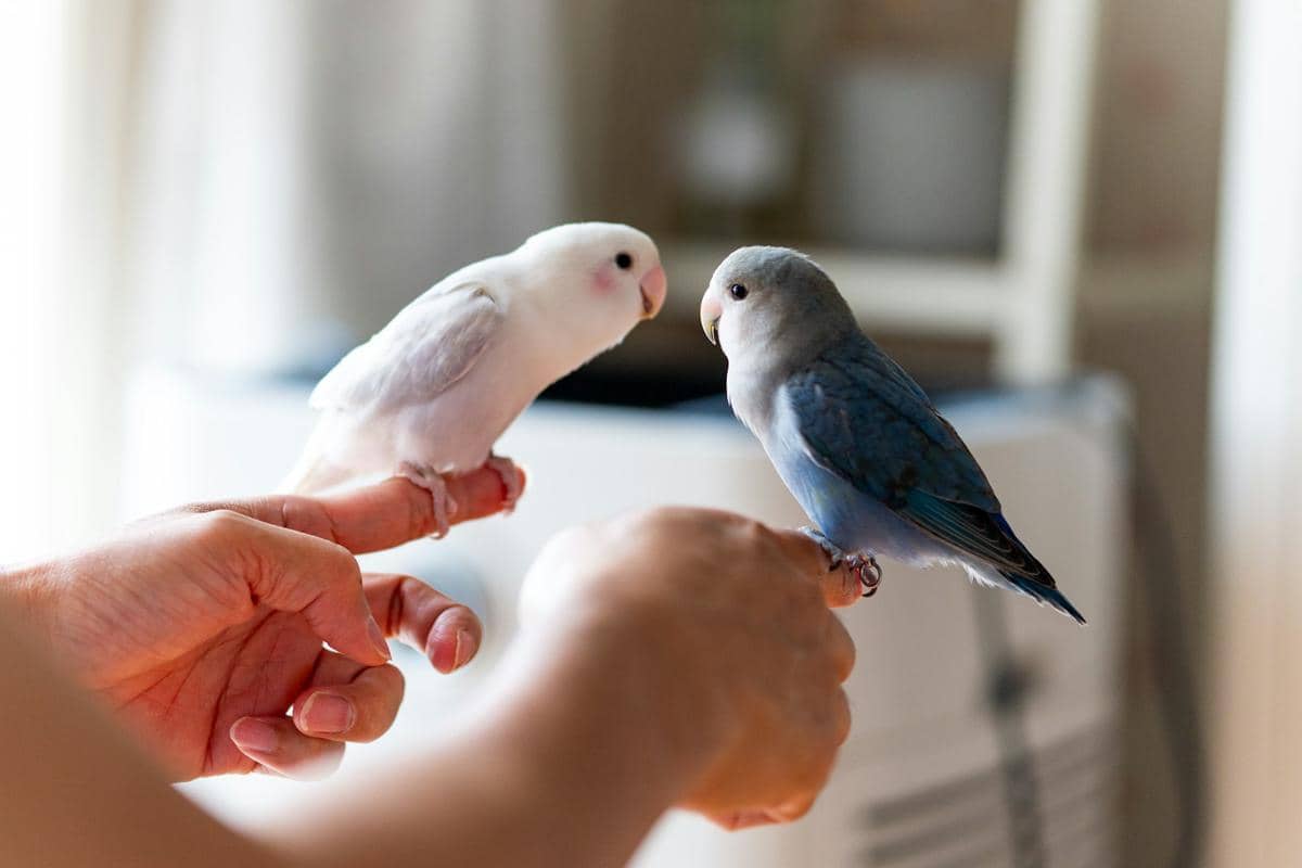 ilustrasi lovebird