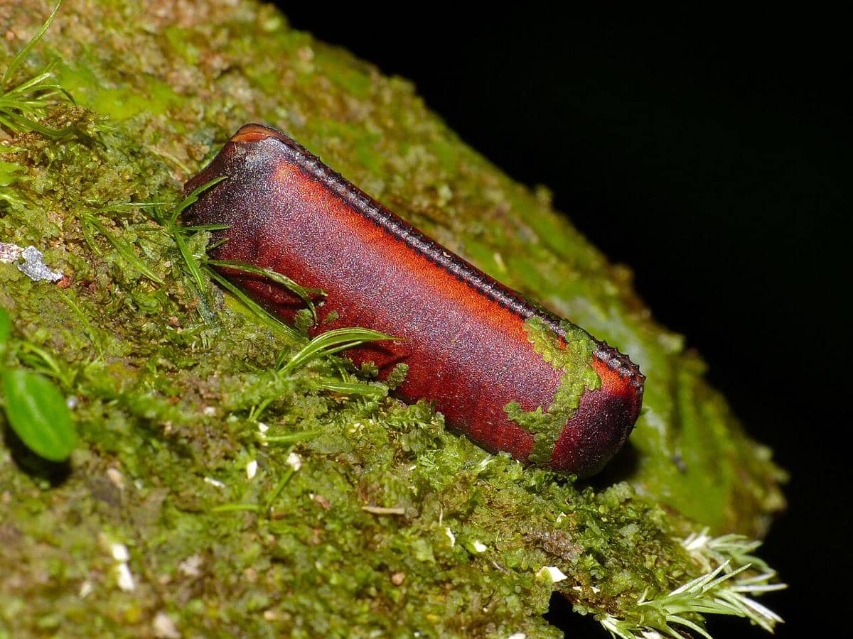 ilustrasi ootheca