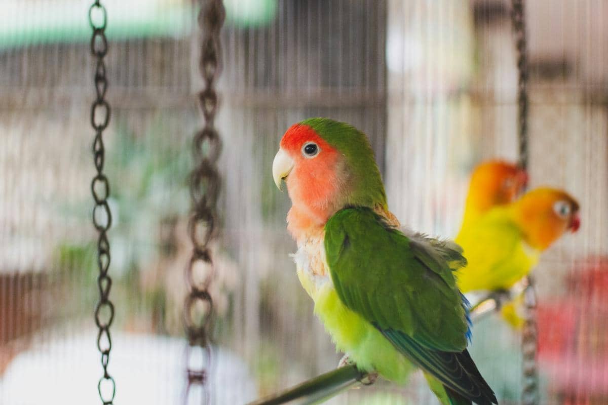 5 Burung Peliharaan dengan Suara Merdu Favorit Kicau Mania