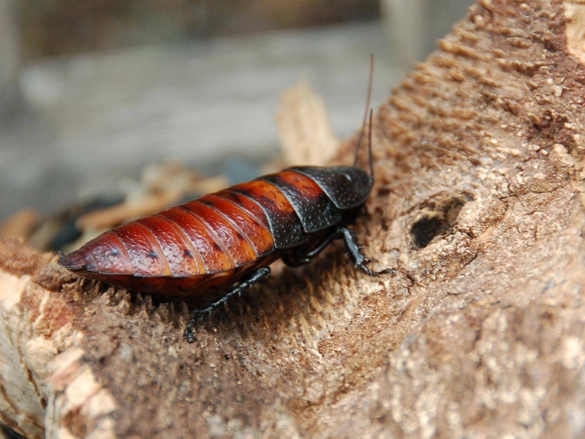 Kecoa mendesis Madagaskar.