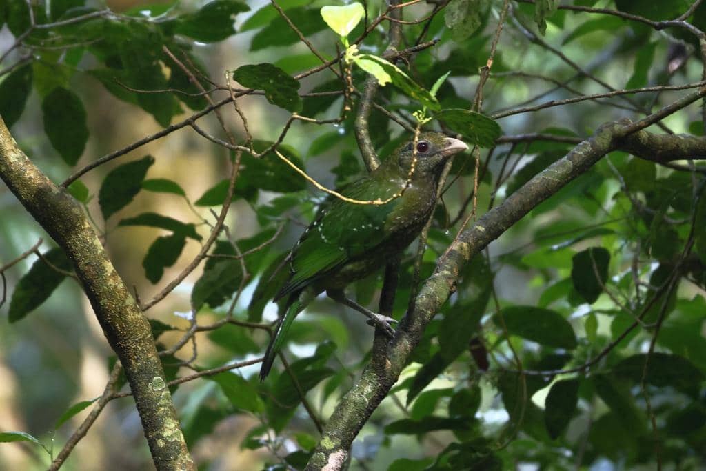 Burung Ailuroedus crassirostris
