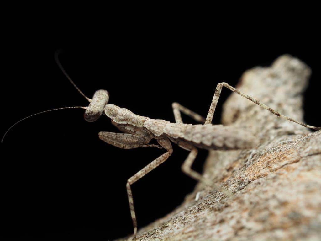 Belalang Gonatista grisea