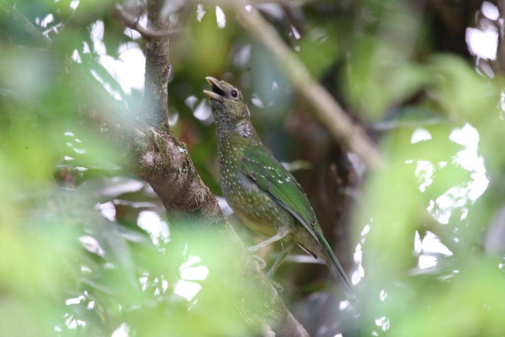 Burung Ailuroedus crassirostris