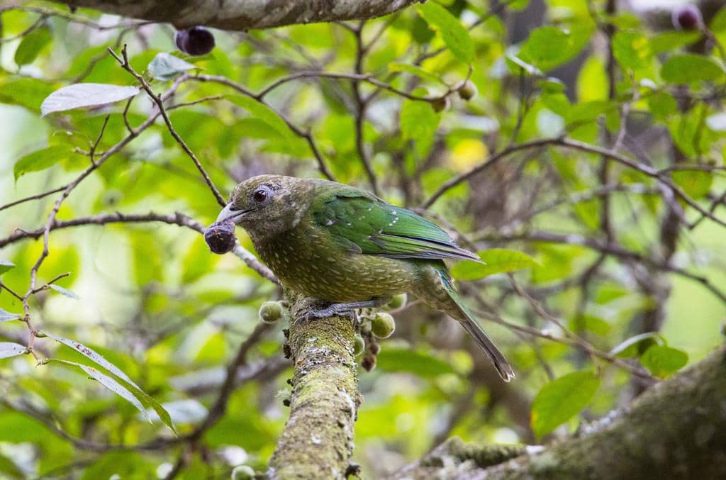 Burung Ailuroedus crassirostris