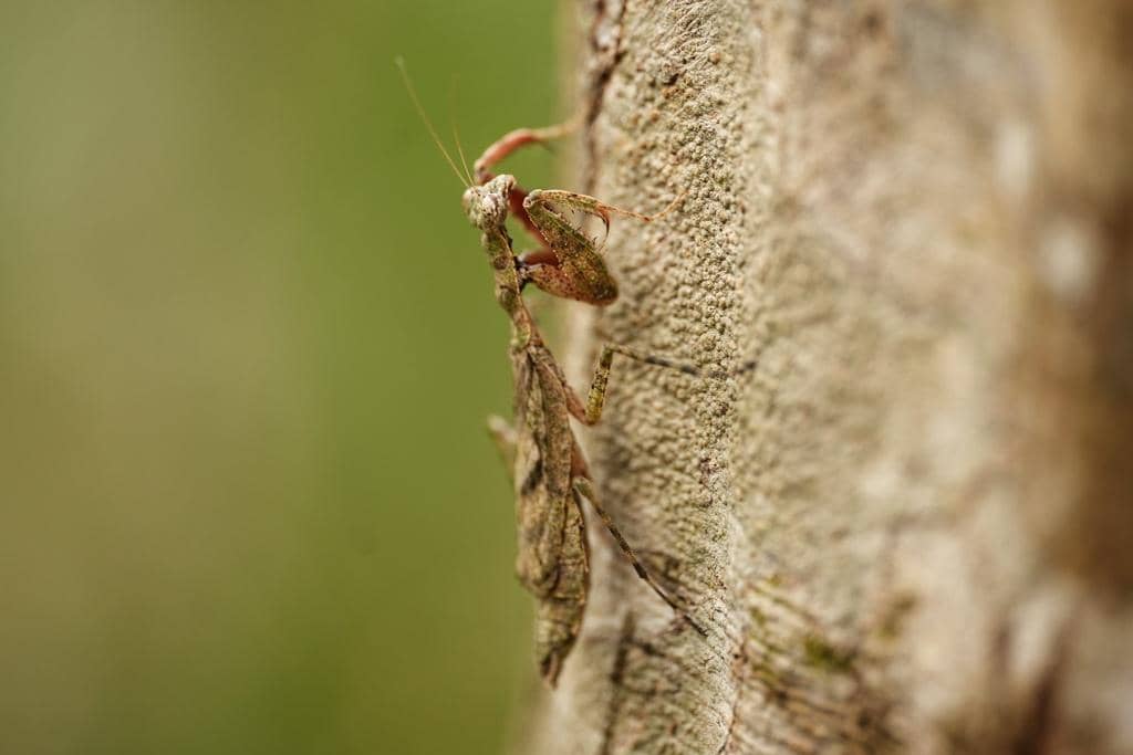 Belalang Gonatista grisea