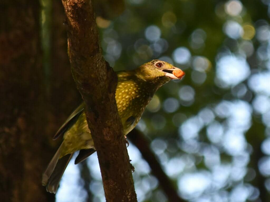 Burung Ailuroedus crassirostris