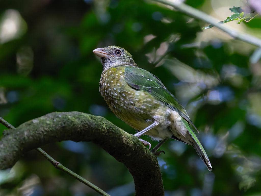 Burung Ailuroedus crassirostris