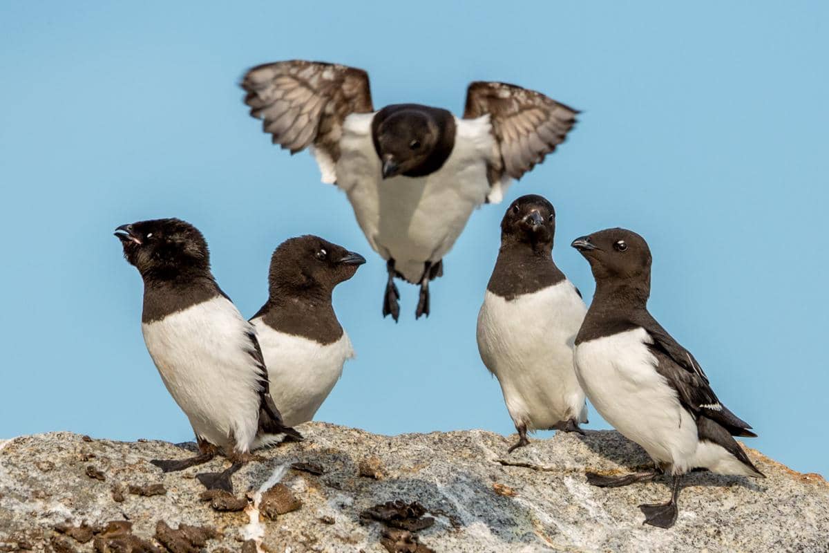 Dovekie