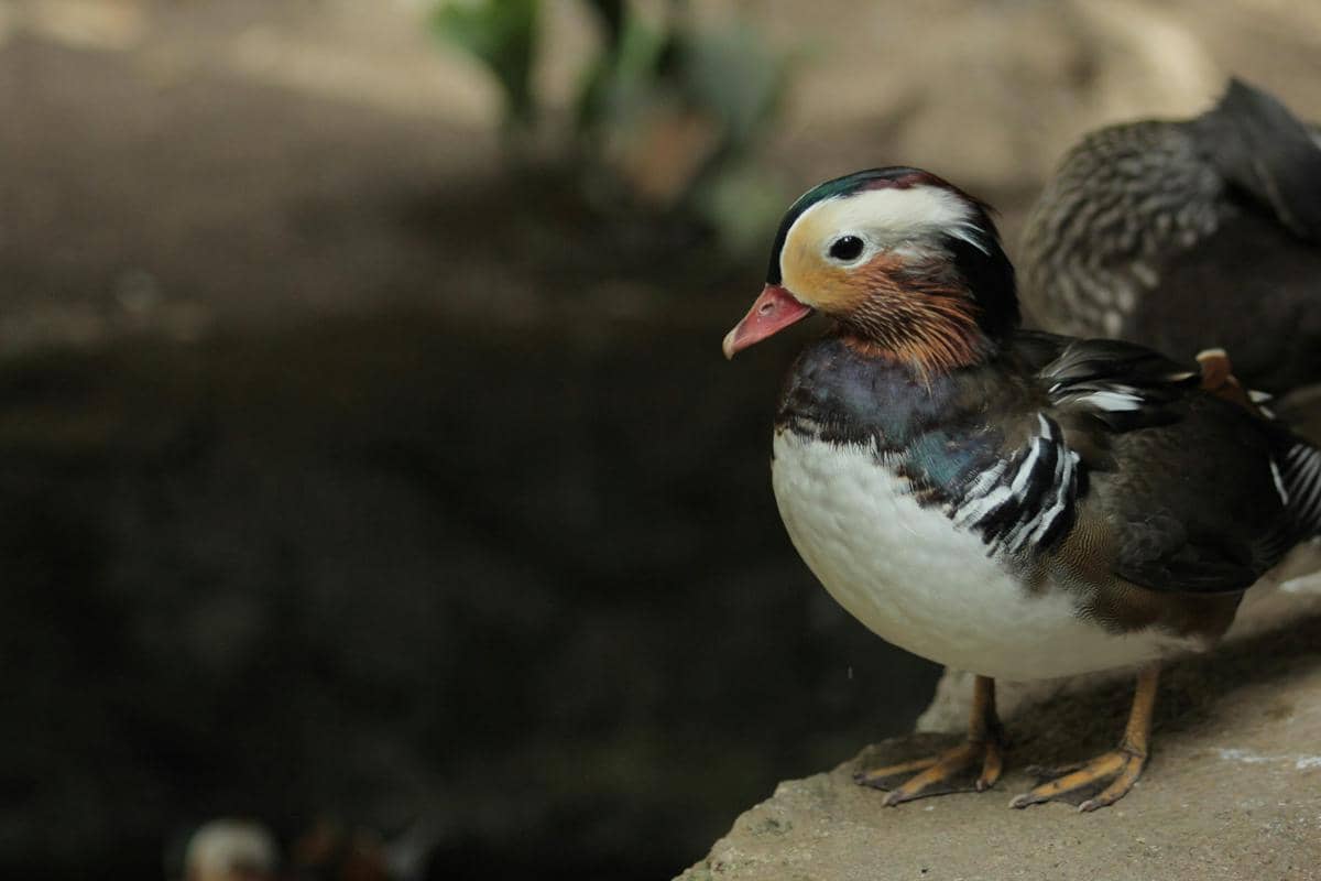Mandarin duck