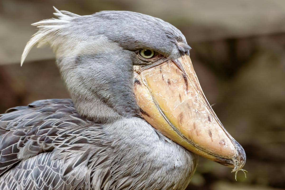 Burung Shoebill