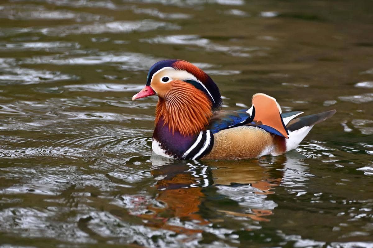 Mandarin duck