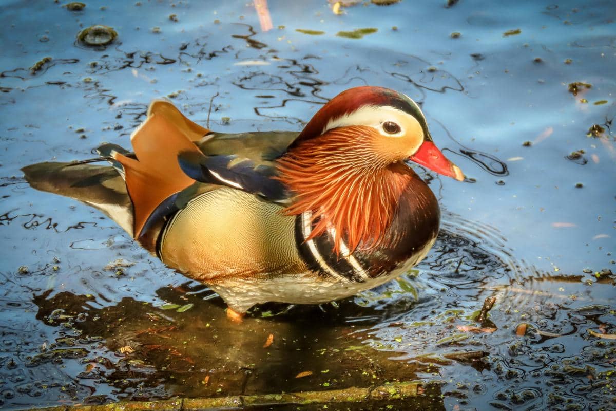 Fakta Bebek Mandarin, Jantannya Lebih Menawan daripada Betina