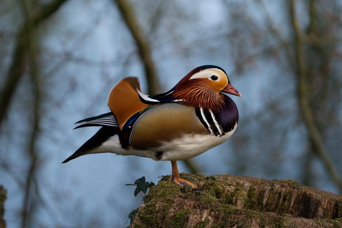 Mandarin duck