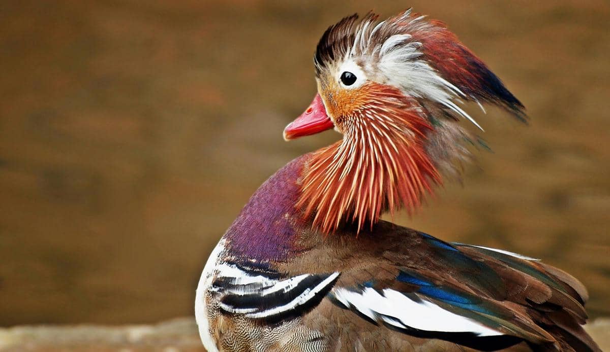 Mandarin duck