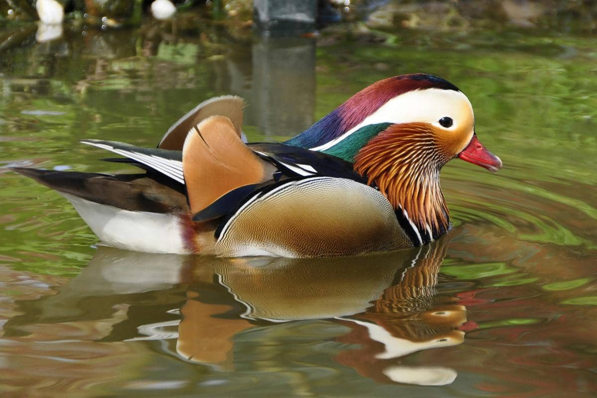 Mandarin duck