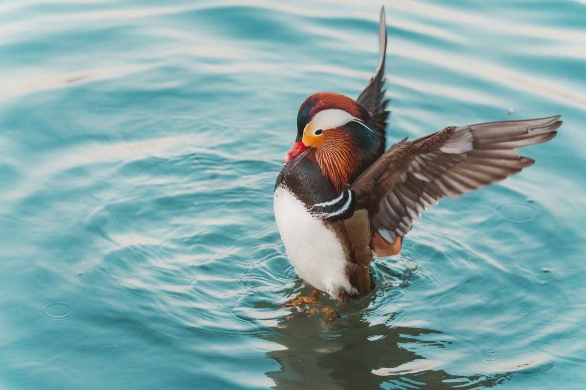 Mandarin duck