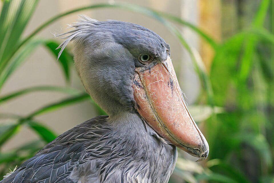 Burung Shoebill