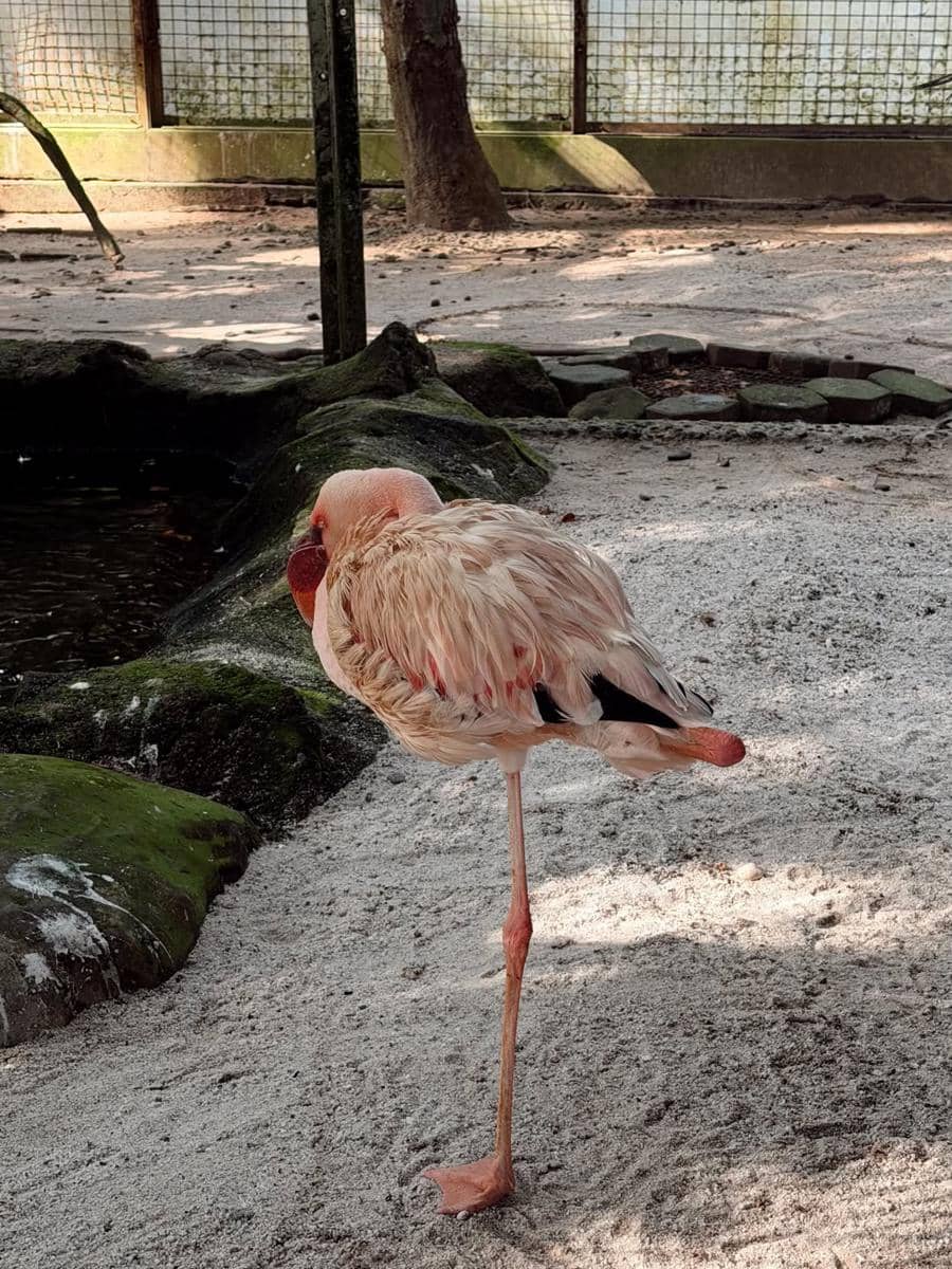 Tantri Namirah dan Haykal Kamil jogging di Ragunan