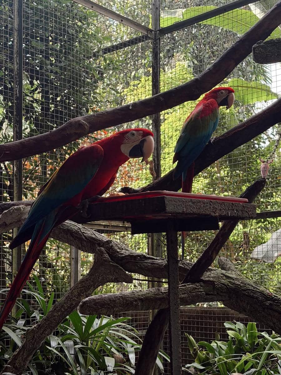 Tantri Namirah dan Haykal Kamil jogging di Ragunan