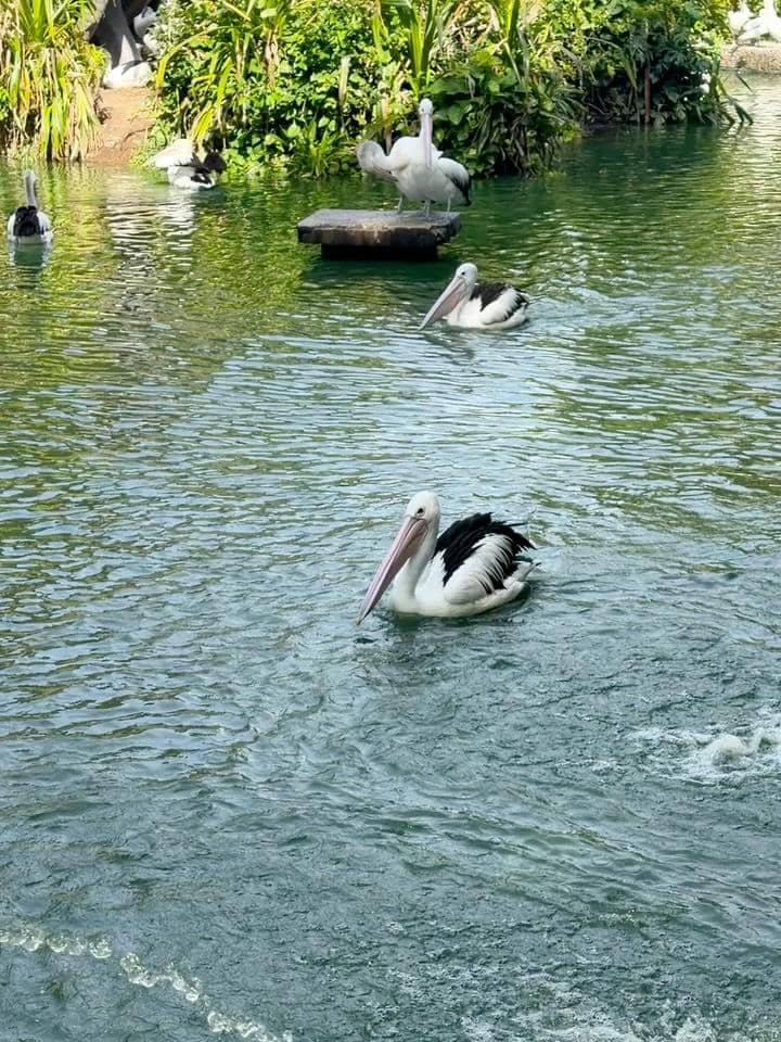 Tantri Namirah dan Haykal Kamil jogging di Ragunan