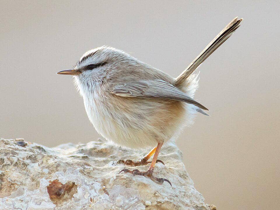 5 Fakta Scrub Warbler, Burung Lincah dari Padang Semak Kering