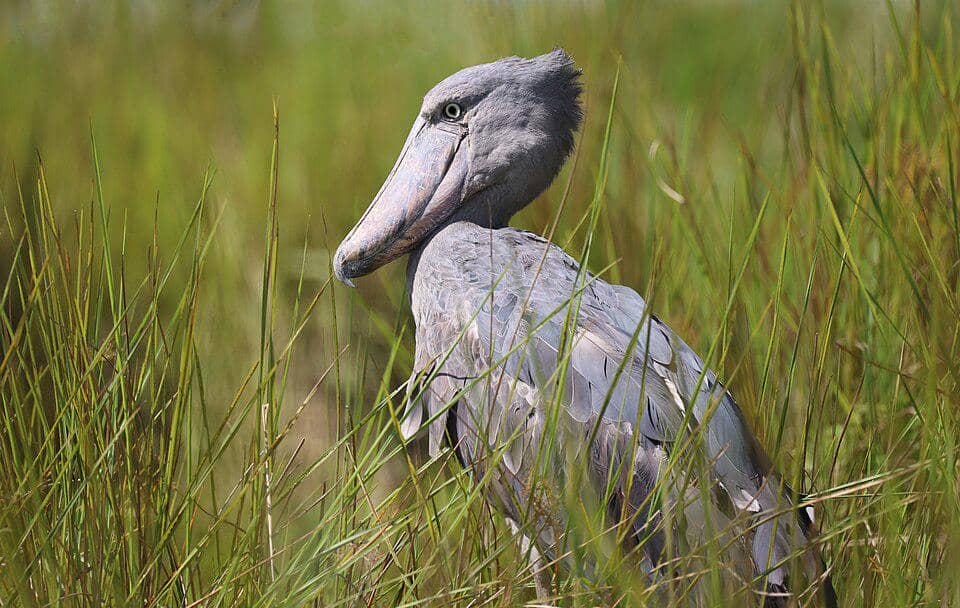 Burung Shoebill