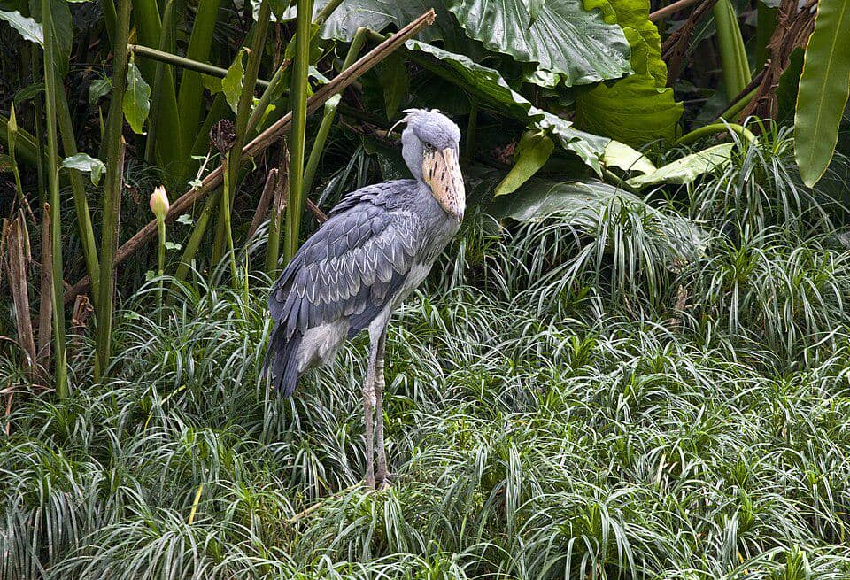 Burung Shoebill