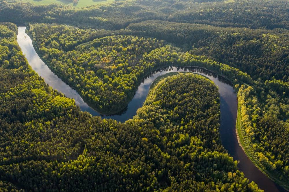 ilustrasi sungai yang berada di tengah hutan