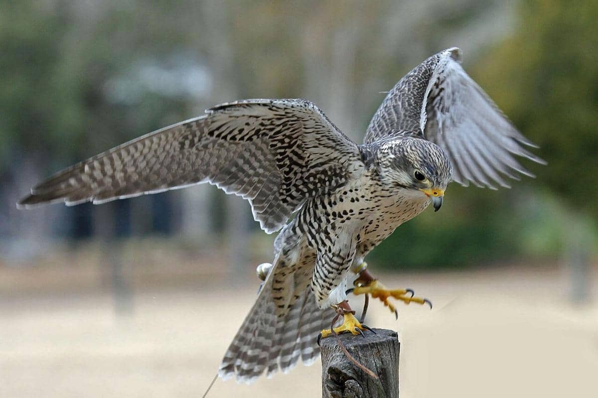 Prairie Falcon