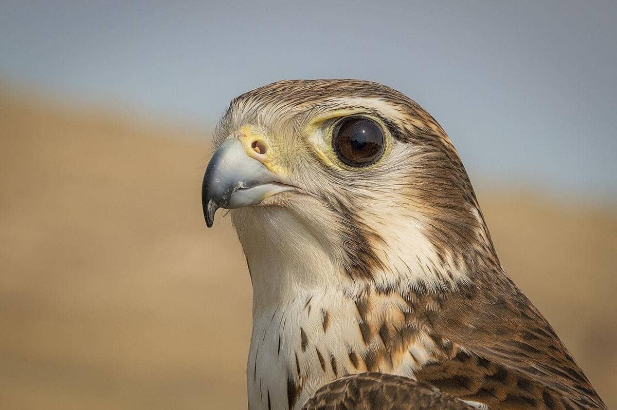 Prairie Falcon