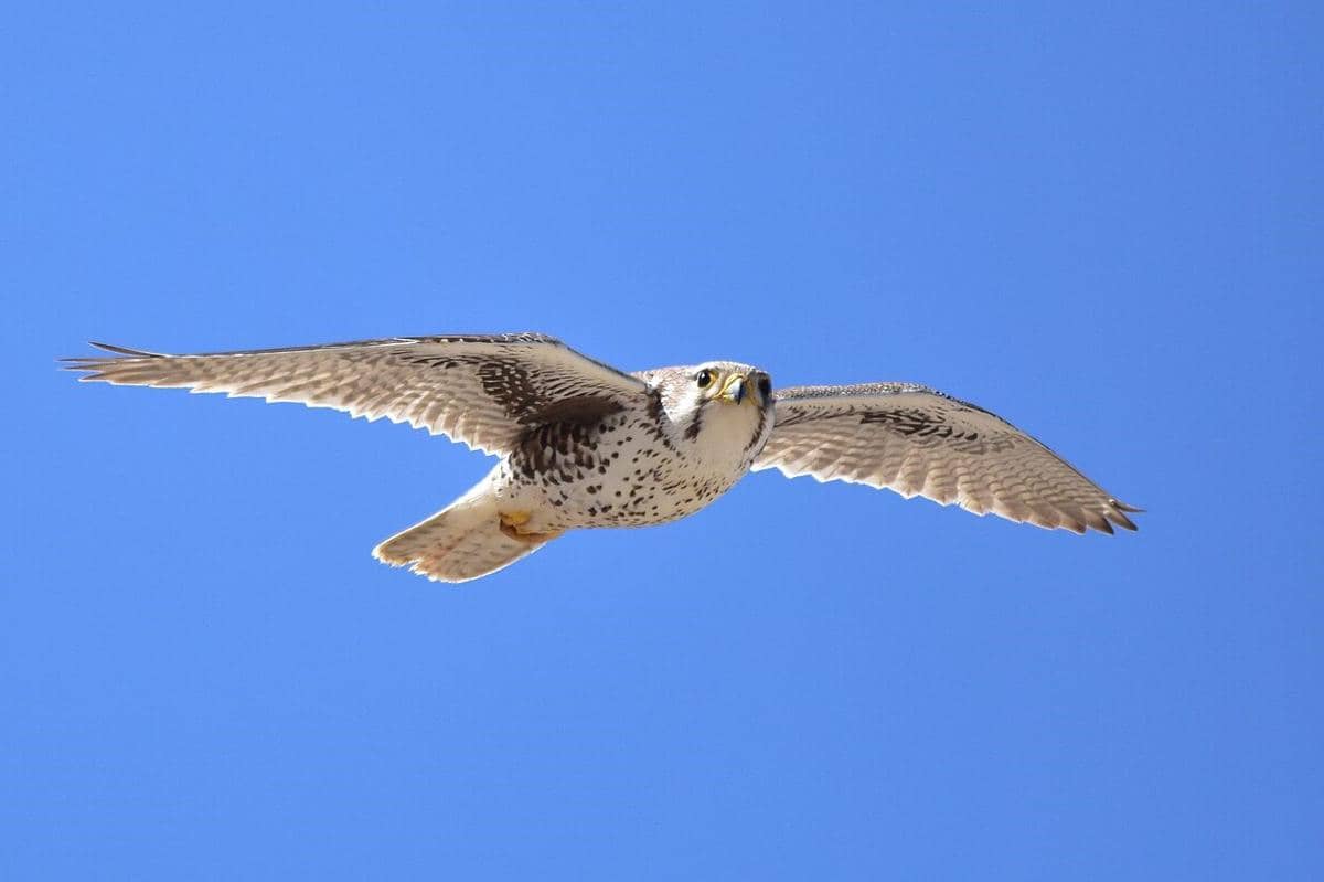 Prairie Falcon