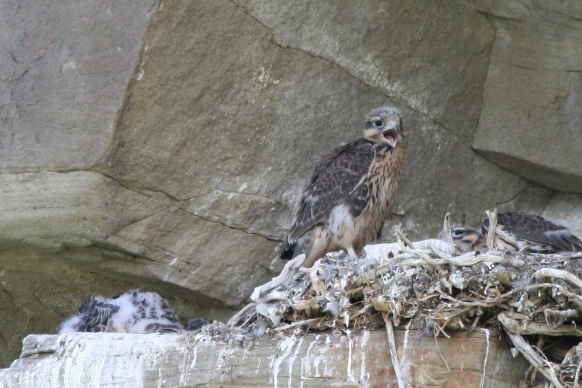 Prairie Falcon