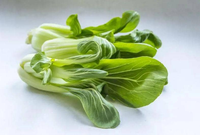 ilustrasi sayur pakcoy