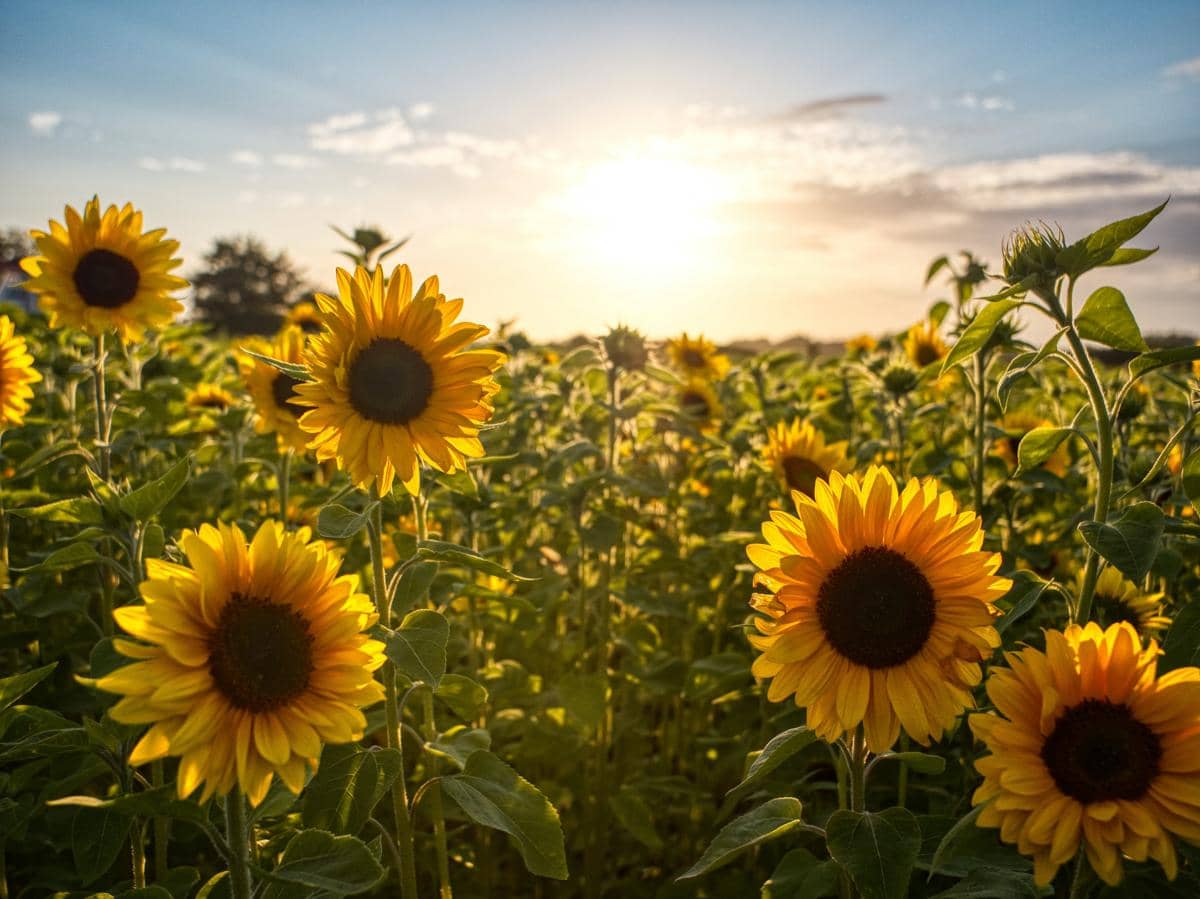 Hamparan ladang bunga matahari atau Helianthus annuus yang tumbuh lebat di bawah siraman cahaya matahari sore.