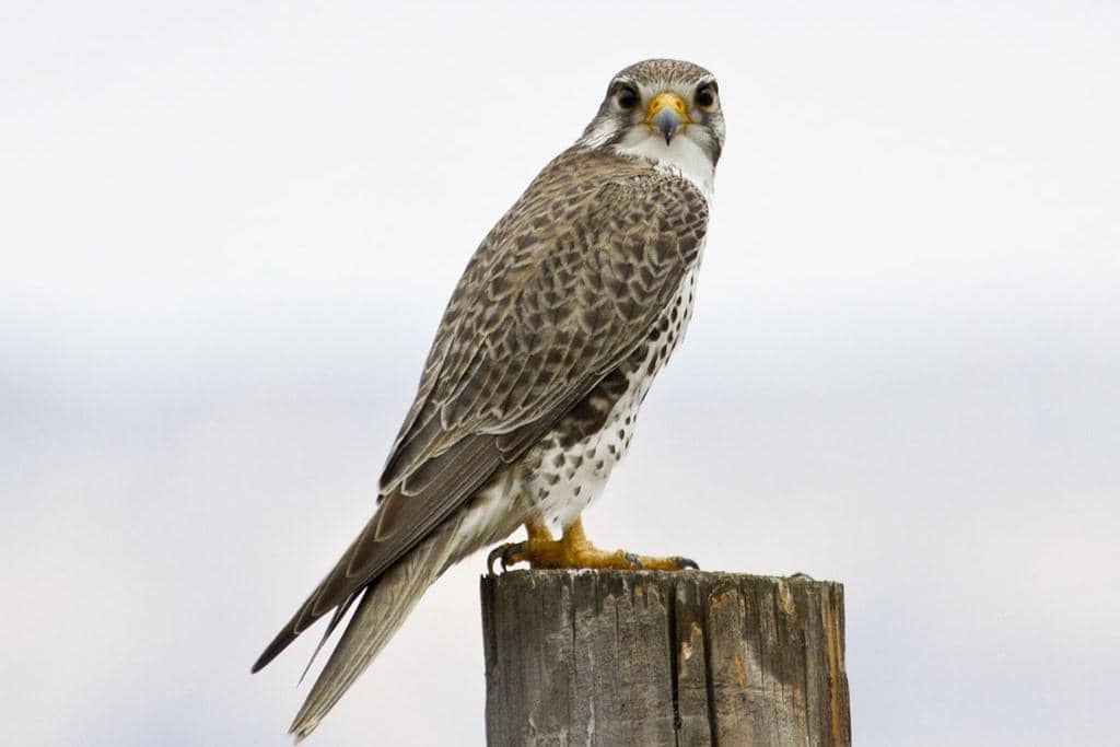 5 Fakta Prairie Falcon, Predator Langit yang Hidup di Wilayah Gersang