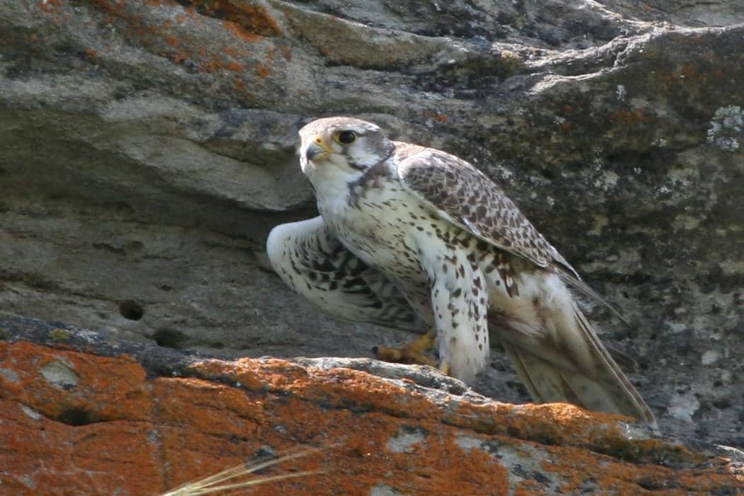 Prairie Falcon