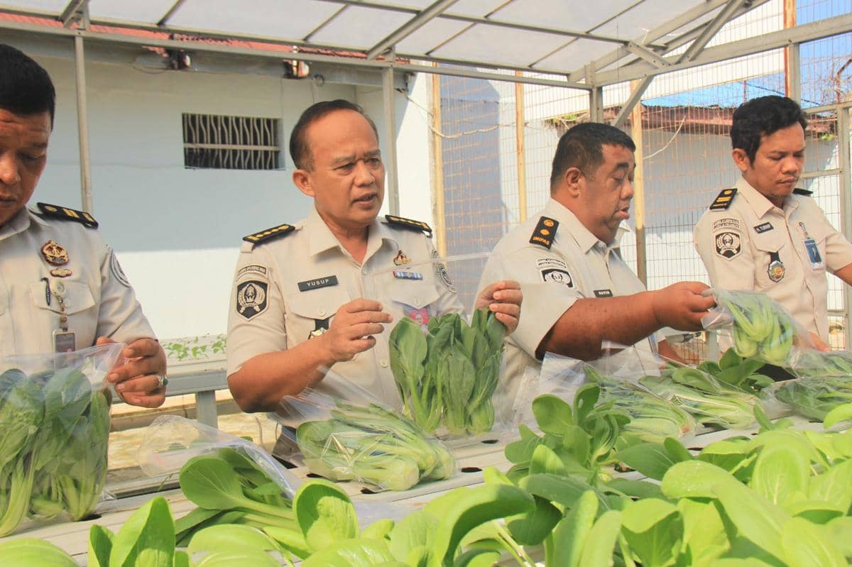 Plh Kalapas Kelas IIA Pekanbaru Yusup Gunawan saat ikut memanen sayur pakcoy hasil warga binaannya