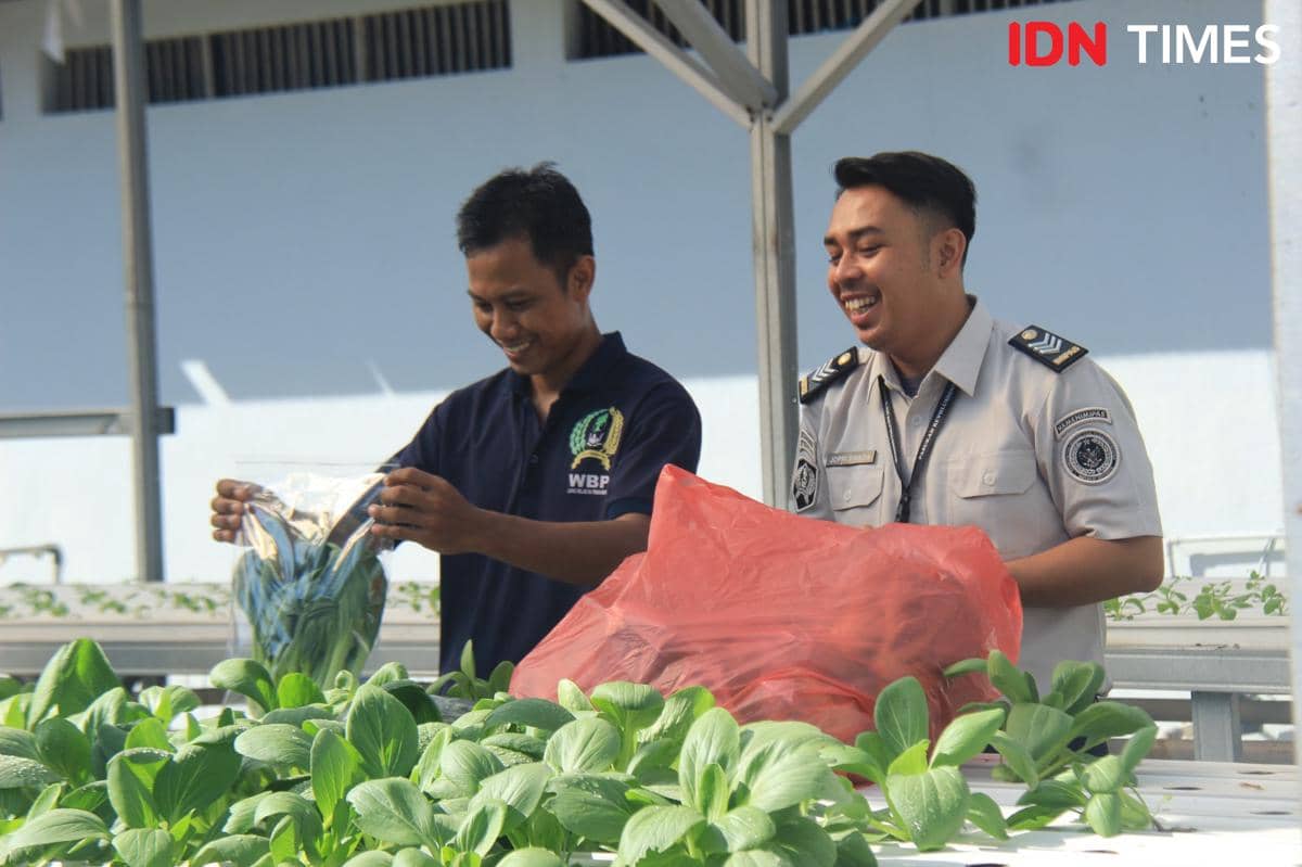 Napi Koruptor di Lapas Pekanbaru Budidaya Sayuran Hidroponik