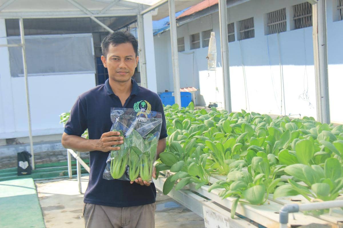 Terpidana korupsi Sukoyo, saat memamerkan hasil panen sayur pakcoy yang dikelolanya bersama Afrizal di Lapas Kelas IIA Pekanbaru