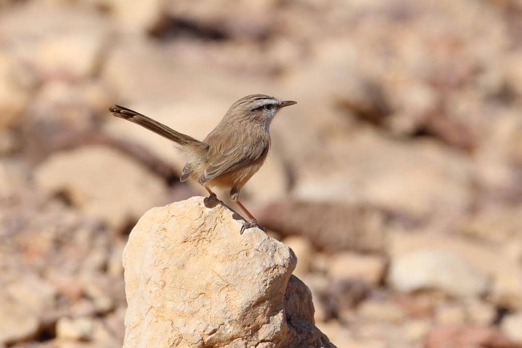 Burung Scotocerca inquieta