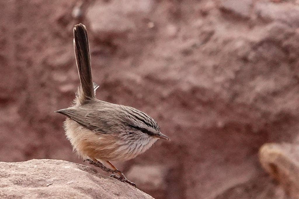Burung Scotocerca inquieta