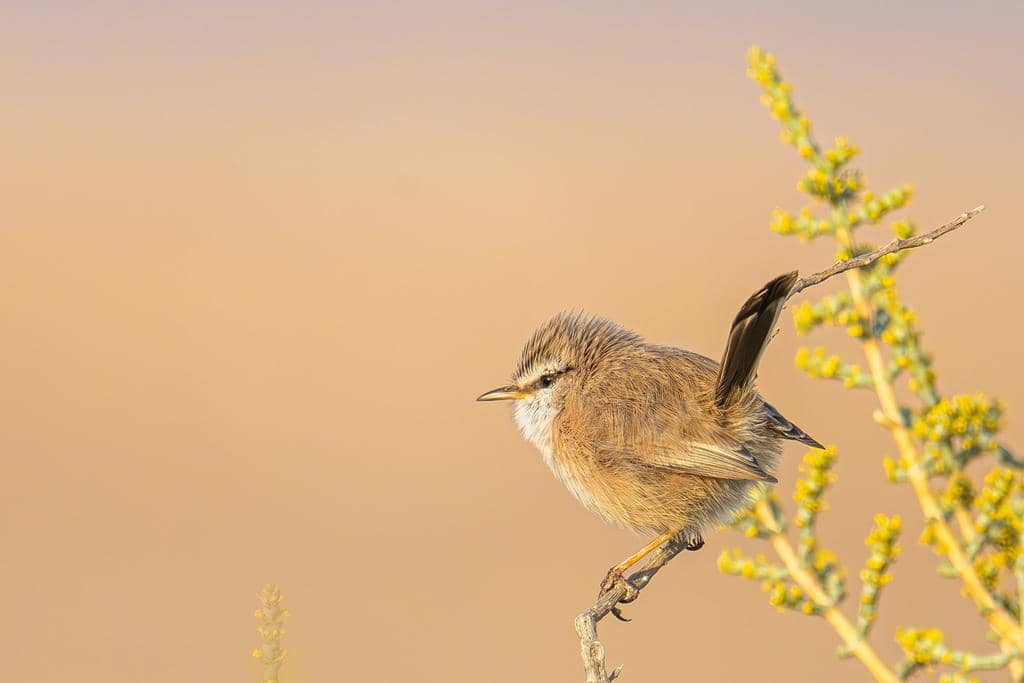 Burung Scotocerca inquieta