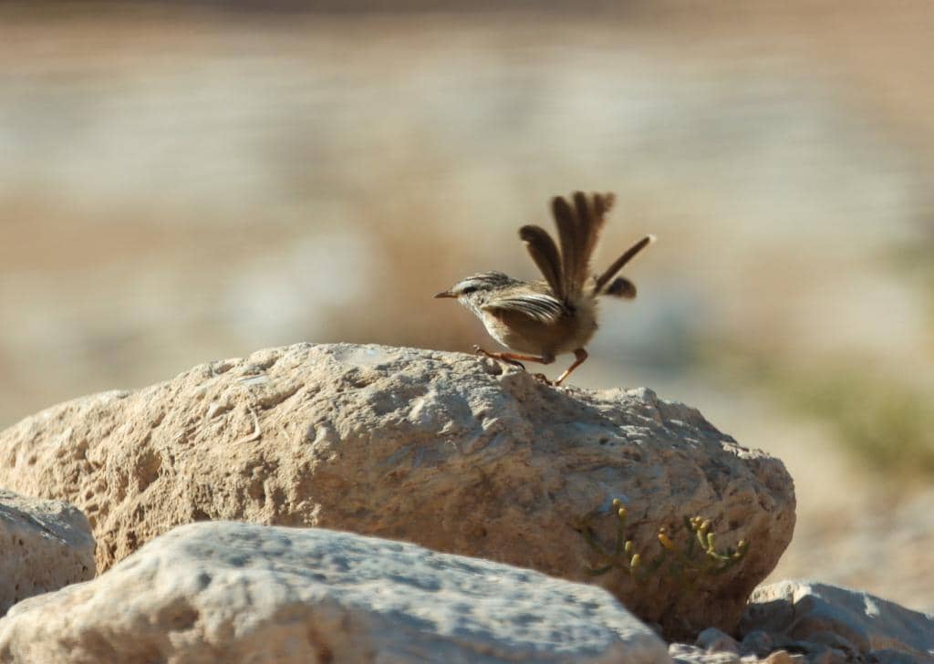 Burung Scotocerca inquieta