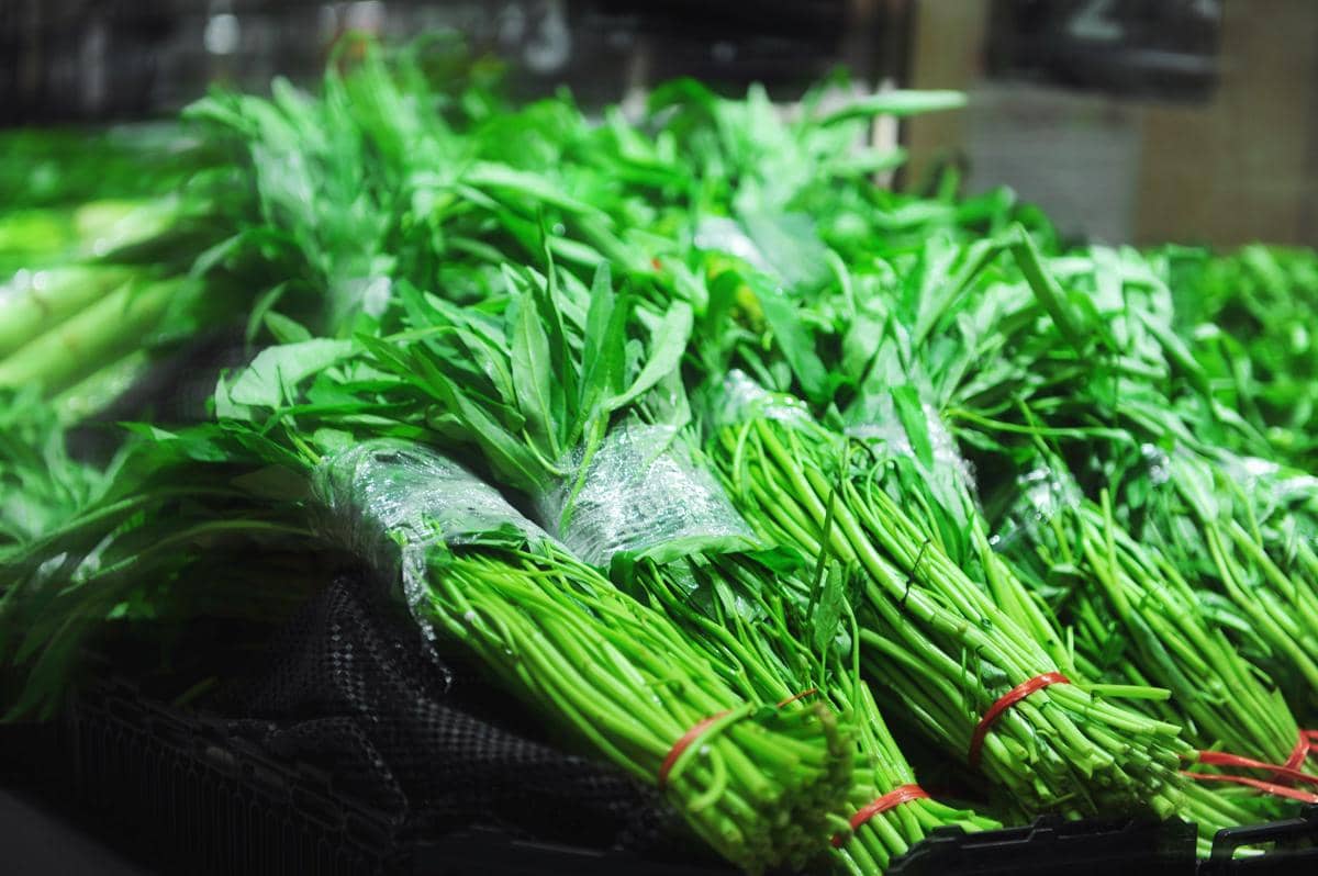 Beberapa ikat kangkung segar berwarna hijau terang dibungkus plastik dan diikat dengan karet merah di atas wadah hitam.