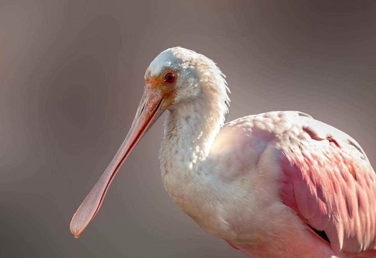 Burung roseate spoonbill