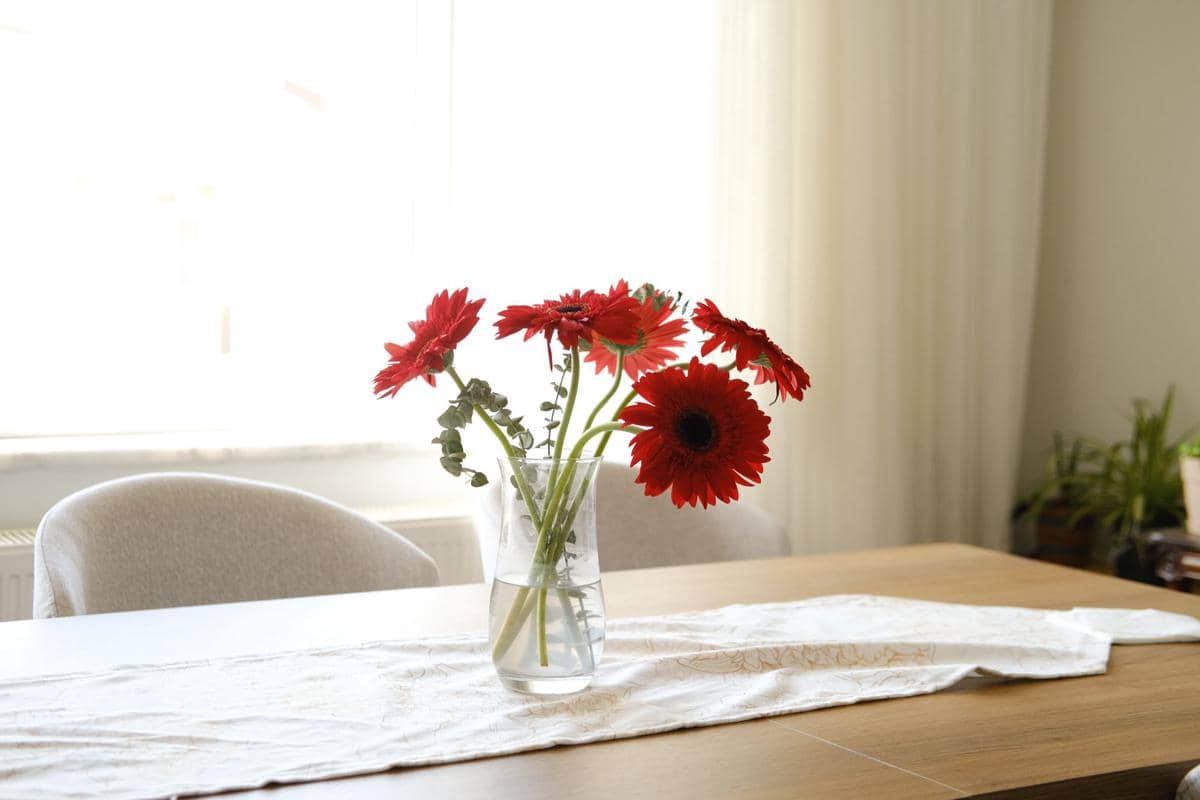 ilustrasi gerbera daisy