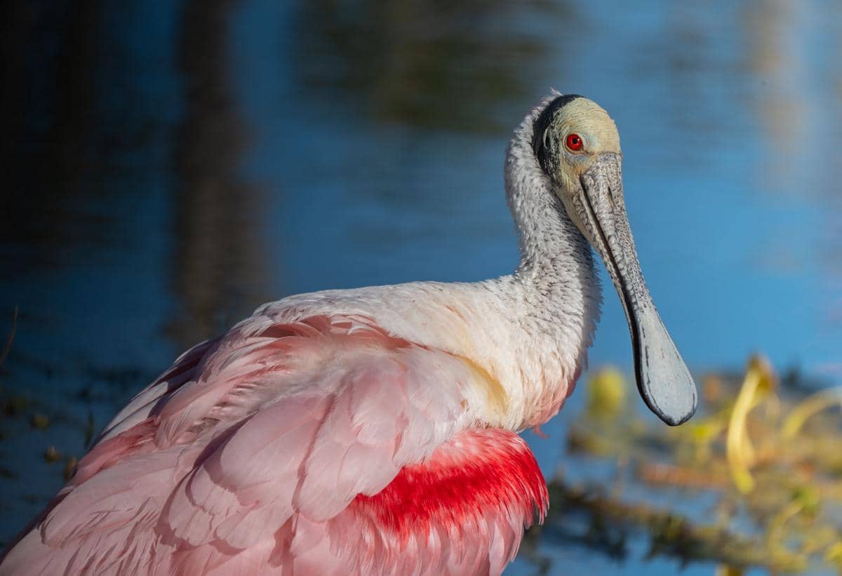 Burung roseate spoonbill