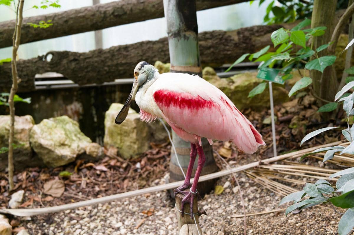 Burung roseate spoonbill
