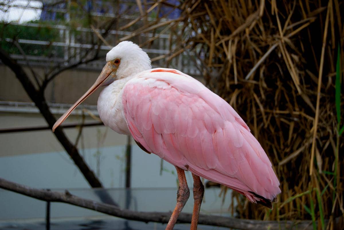 Burung roseate spoonbill